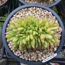 싱싱다육그린원 이미지