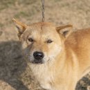 똘이2 이미지
