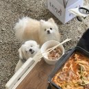 강원 민트초코캠핑장(애견캠핑) 내돈내산 후기
