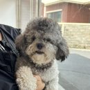 바우애견 이미지