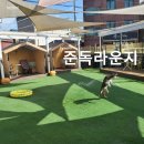 준독라운지 | 춘천애견카페/준독라운지 방문후기