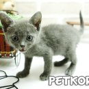 순한고양이 이미지