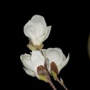 내인생의 봄날 이미지