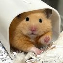 삼봉집 | [경주] 내남면 로컬맛집, 맛도리 가성비집 "삼봉이해물칼국수" 완뽕후기!