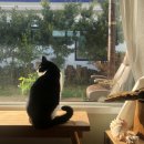 제주 삼춘네 민박 이미지