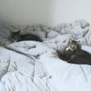 형제드라이크리닝 이미지