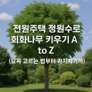 AtoZ 실용영어회화 | 전원주택 정원수로 회화나무 키우기 A to Z (묘목 고르는 법부터 가지치기까지)