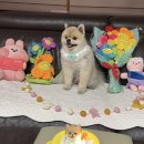 2 YOU(투유)모텔 | 대구 강아지 케이크 ‘댕스투유’ 당일 주문 가능 반려동물 케이크 대구강아지수제간식 무인픽업 수성구...