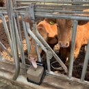 기대축산 이미지