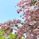 하남시 공원 (옥외1) | 하남 미사경정공원 겹벚꽃 후기 (시기 위치 피크닉 차크닉 명당 주차 돗자리 텐트)