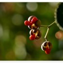 사철나무집 이미지