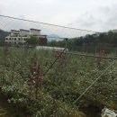 금관사과향기 이미지