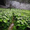 배한농장 이미지