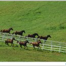 하이얀목장 이미지