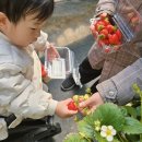 명성농장 | 24개월 아이와 양수리딸기체험농장 + 두물머리 연핫도그 후기