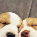 스윗드림 이미지