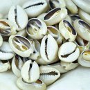 태평양광택 이미지