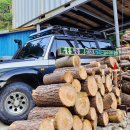 울릉벚꽃 이미지