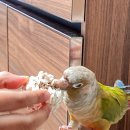 죠스떡볶이구미