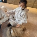 왈왈펫카페 이미지