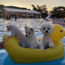 도그베이 이미지