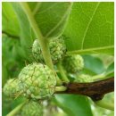 소림농장 이미지