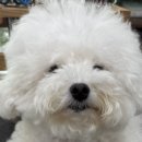 봄이네 애견 이미지