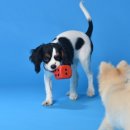 보라매웰종합동물병원 이미지