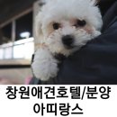 팔용프라자약국 | 창원애견호텔 / 창원강아지분양 아띠랑스