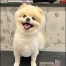 러브애견미용 이미지