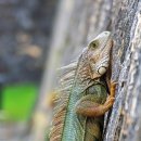 이구아나 이미지