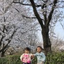 게이트볼장 옆 | 첨단 쌍암공원 벚꽃 개화율 4월 초 후기, 아기랑 놀이터 주차정보 총정리