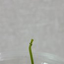 아라사우나 이미지