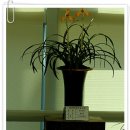 한국춘란 전시회 이미지