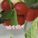 앵두청과 이미지