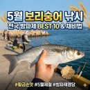 보리숭어 낚시 이미지