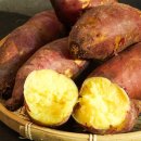 다솜이네 이미지