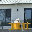 DOG채 애견스테이 | 경주 애견동반 풀빌라 ‘독채애견스테이’ / 포항 애견동반 펜션추천 Dog채 stay / A동,B동 리뷰