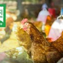 희망축산농장 이미지