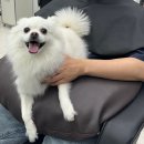 천수장 | 평택역 남성전문 미용실 즈맨즈헤어 태규 디자이너 펌 솔직후기 (반려견 동반, 주차정보)