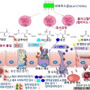 ‘비피두스균 KACC91563’장내 면역 작용 기작 밝혀- 펩타이드 유래 대사물질이 병원균 억제…유산균 소재 개발 응용 기대 - 이미지