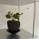 ATCR WT0-05 에이티씨알 모듈 선반 쇠테리어 아이템 거실 스피커 화분선반 후기