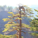 소나무 전경 이미지