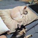 대망 | 장모치와와 15세 찡찡이 신장 물혹 제거 수술. 대망이식술 후기