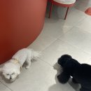 털로덮인친구들 달서점 | 대구 애견카페 성서 애견동반 왓숑프리제 털로덮인친구들