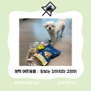 장보는강아지와고양이평택 네이버블로그