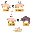 금돼지 - 북구 밤실로 212-1 | 금돼지