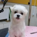 이쁘니 이발소 이미지