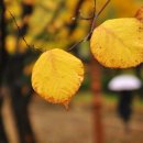 소향공원 이미지