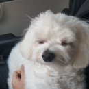 개꿈호텔 이미지